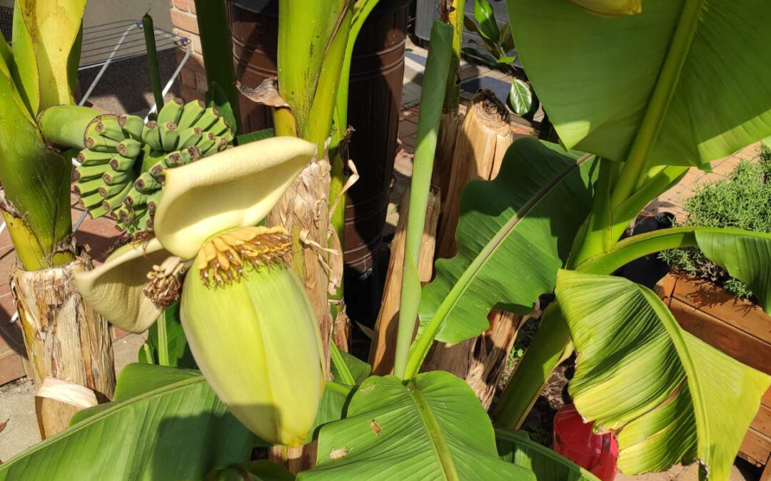 Ópusztaszeri banánfáink